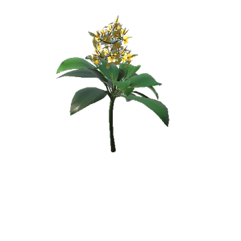 flower Plumeria_white
